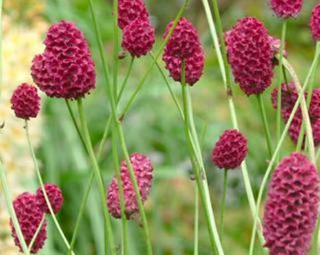 Afbeelding bij Grote pimpernel - Sanguisorba off. &#039;Red Thunder&#039; 