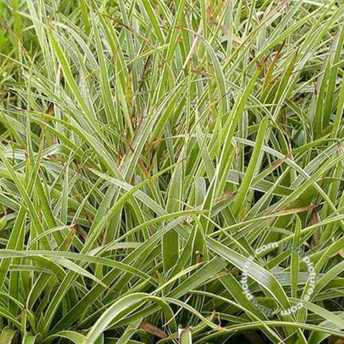 Afbeelding bij Grote veldbies - Luzula sylvatica &#039;Marginata&#039; 