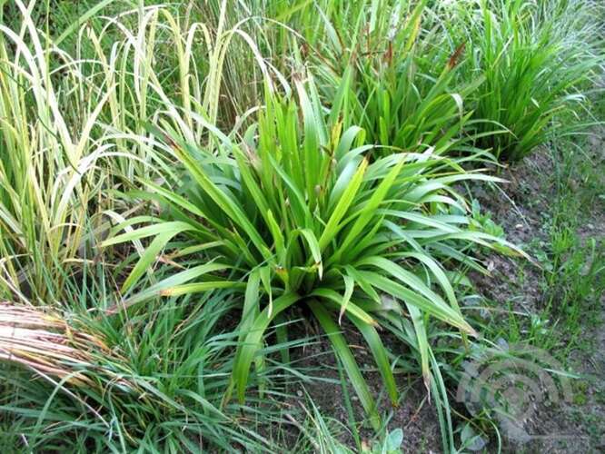 Afbeelding bij Grote veldbies - Luzula sylvatica &#039;Starmaker&#039; 