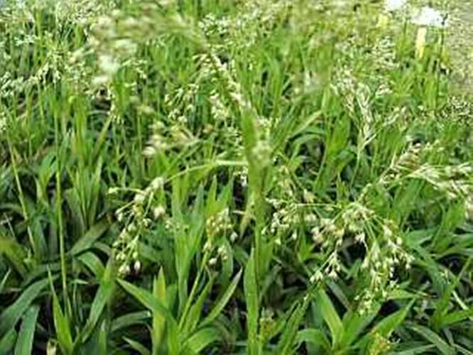 Afbeelding bij Grote veldbies - Luzula sylvatica &#039;Tauernpass&#039; 