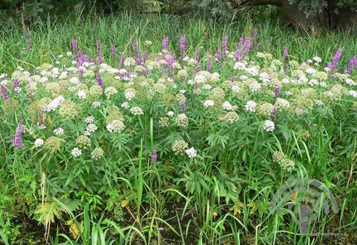 Afbeelding bij Grote watereppe - Sium latifolium
