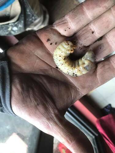 Afbeelding bij Grote witte larf gevonden in de composthoop
