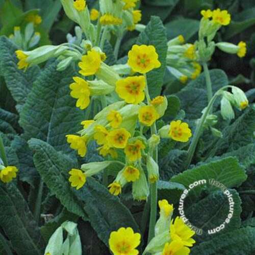 Afbeelding bij Gulden sleutelbloem - Primula veris