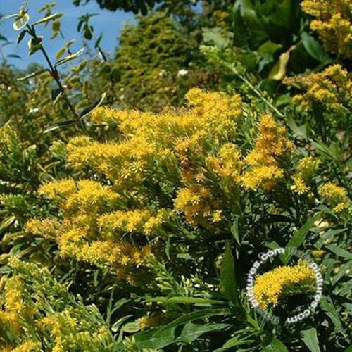 Afbeelding bij Guldenroede - Solidago &#039;Golden Dwarf&#039; 