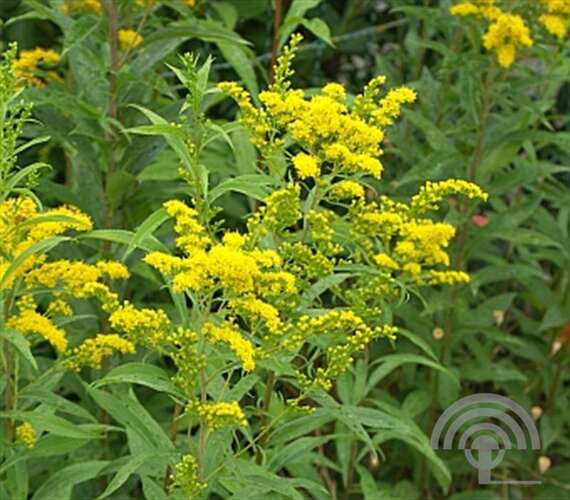 Afbeelding bij Guldenroede - Solidago &#039;Goldenmosa&#039; 