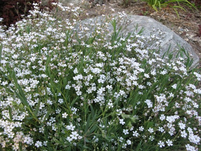Afbeelding bij Gypsophila - gipskruid (soort)