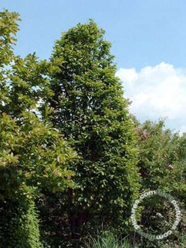 Afbeelding bij Haagbeuk - Carpinus betulus &#039;Fastigiata&#039;