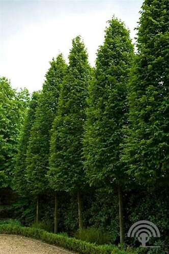 Afbeelding bij Haagbeuk - Carpinus betulus 'Frans Fontaine'