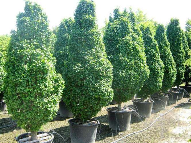 Afbeelding bij Haagbeuk - Carpinus betulus 'Monumentalis' 