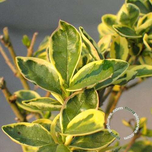 Afbeelding bij Haagliguster - Ligustrum oval. &#039;Argenteum&#039;