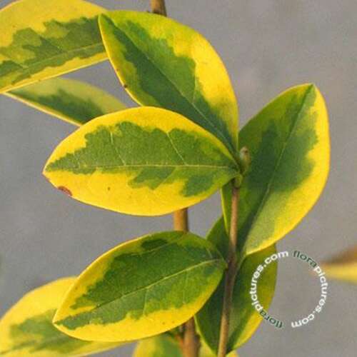 Afbeelding bij Haagliguster - Ligustrum oval. &#039;Aureum&#039;