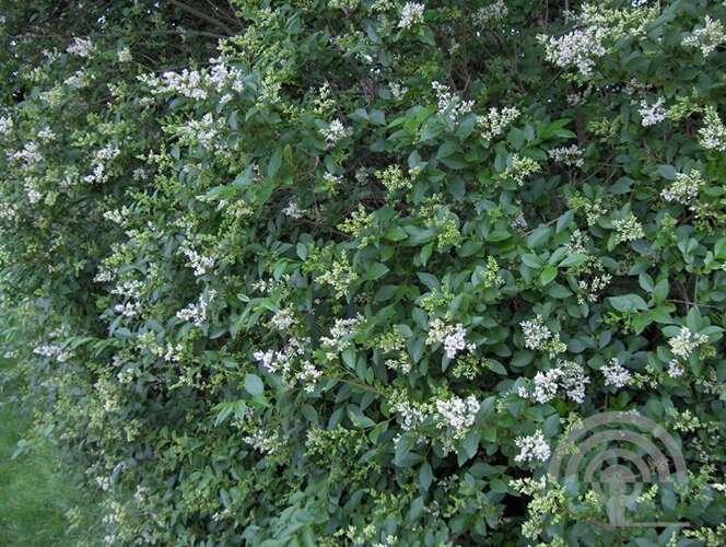 Afbeelding bij Haagliguster - Ligustrum ovalifolium