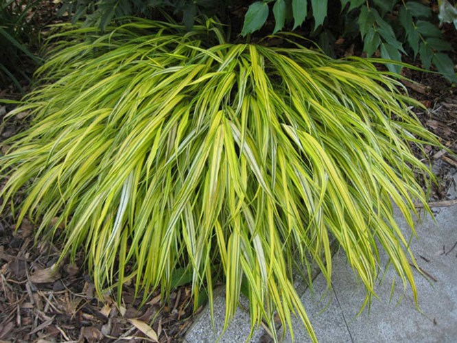 Afbeelding bij Hakonechloa