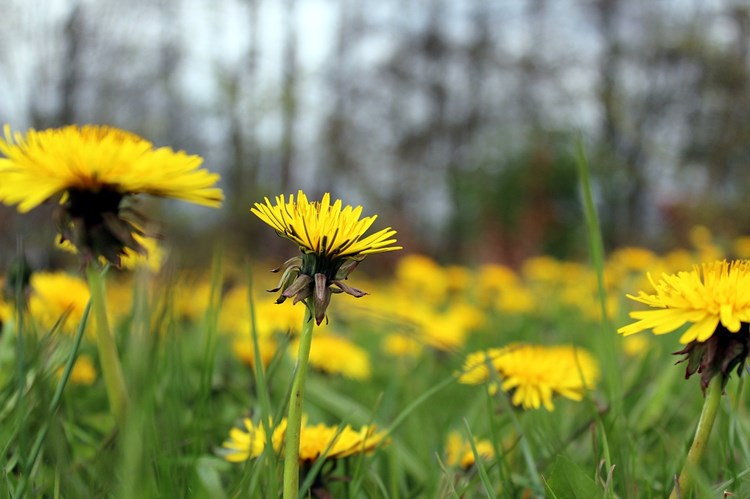 Afbeelding bij Hallo, ik ben een paardebloem.