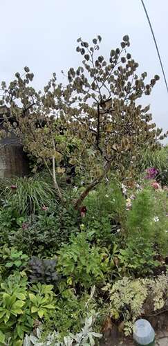 Afbeelding bij Hamamelis mollis de hitte is duidelijk zichtbaar