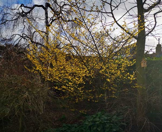 Afbeelding bij Hamamelis - Toverhazelaar