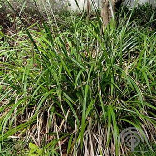 Afbeelding bij Hangende zegge - Carex pendula