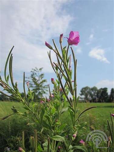 Afbeelding bij Harig wilgenroosje - Epilobium hirsutum 
