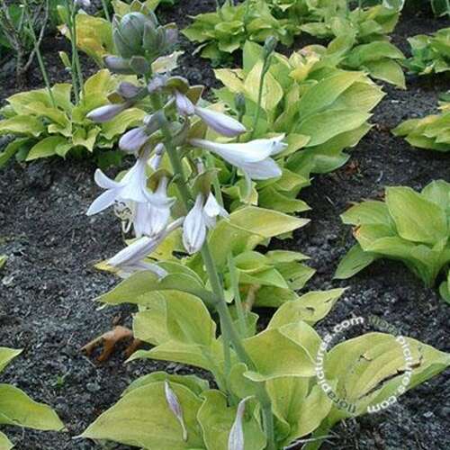 Afbeelding bij Hartlelie - Hosta 'August Moon' 