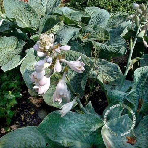 Afbeelding bij Hartlelie - Hosta &#039;Big Daddy&#039; 