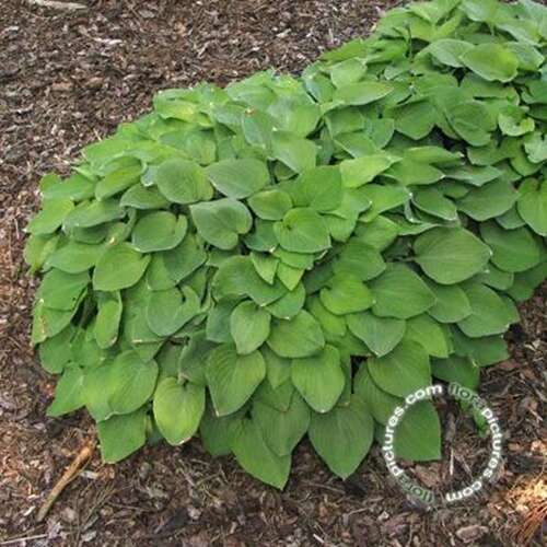 Afbeelding bij Hartlelie - Hosta &#039;Birchwood Parkys Gold&#039; 