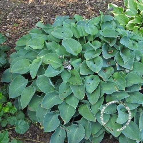Afbeelding bij Hartlelie - Hosta &#039;Blue Cadet&#039; 