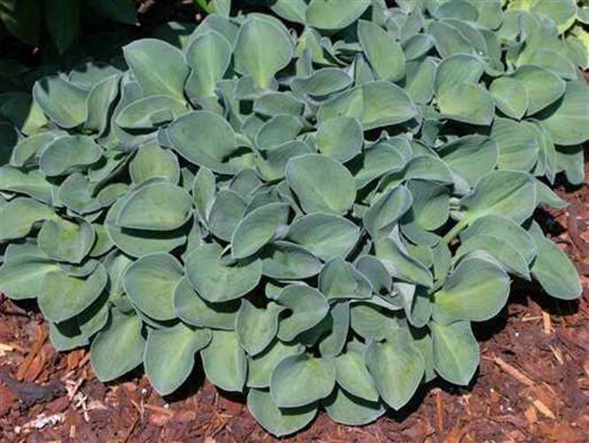 Afbeelding bij Hartlelie - Hosta &#039;Blue Mouse Ears&#039; 