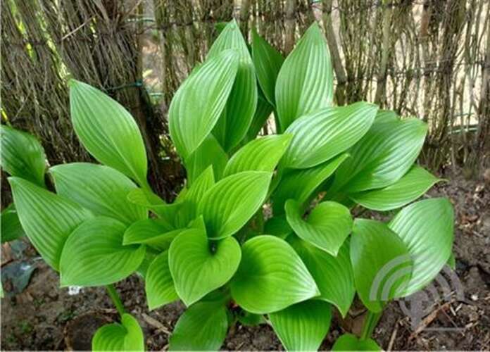Afbeelding bij Hartlelie - Hosta clausa var. &#039;Normalis&#039;     