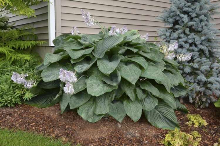 Afbeelding bij Hartlelie - Hosta &#039;Empress Wu&#039; 