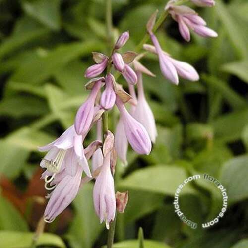 Afbeelding bij Hartlelie - Hosta for. &#039;Albopicta&#039;     