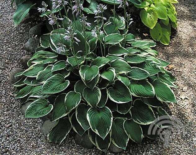 Afbeelding bij Hartlelie - Hosta for. &#039;Francee&#039;   