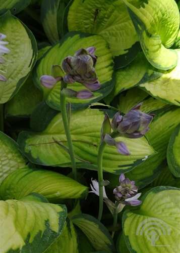 Afbeelding bij Hartlelie - Hosta for. &#039;Gold Standard&#039;   