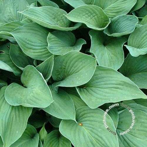 Afbeelding bij Hartlelie - Hosta for. &#039;Hyacinthina&#039;   