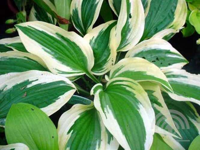 Afbeelding bij Hartlelie - Hosta for. &#039;Patriot&#039; 