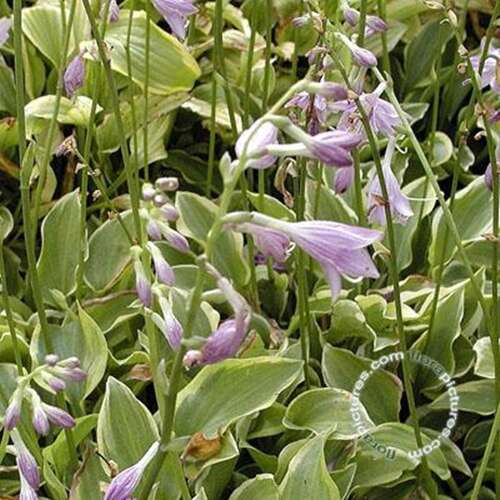 Afbeelding bij Hartlelie - Hosta &#039;Golden Tiara&#039;  
