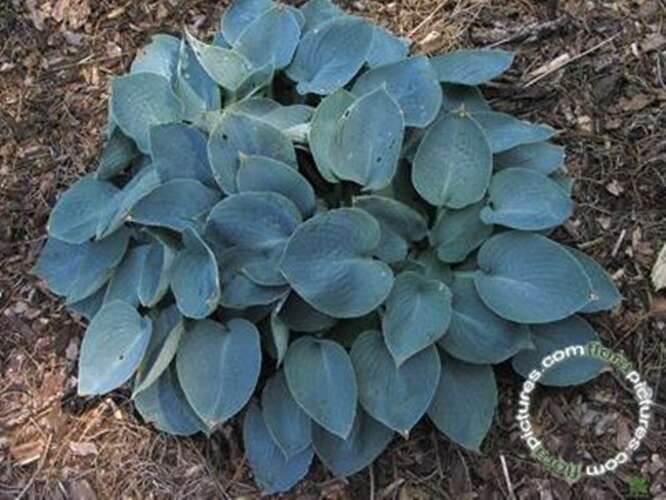 Afbeelding bij Hartlelie - Hosta &#039;Hadspen Blue&#039;   