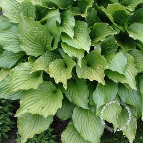 Afbeelding bij Hartlelie - Hosta &#039;Honeybells&#039;  