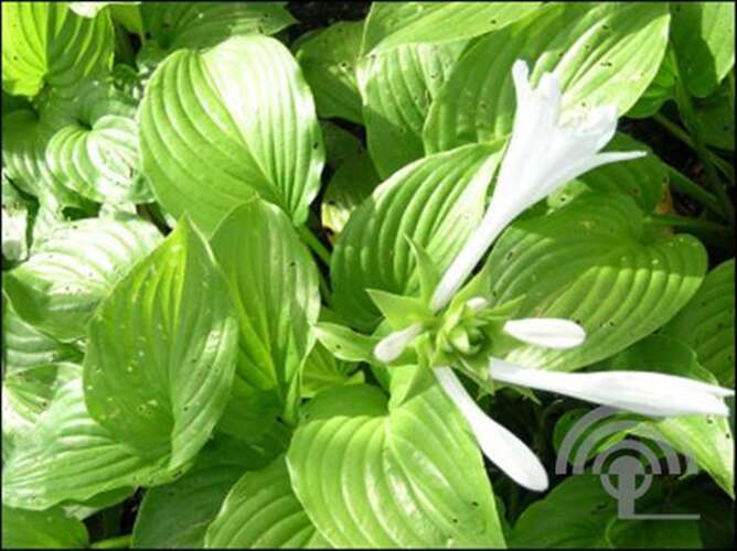 Afbeelding bij Hartlelie - Hosta plantaginea &#039;Grandiflora&#039; 