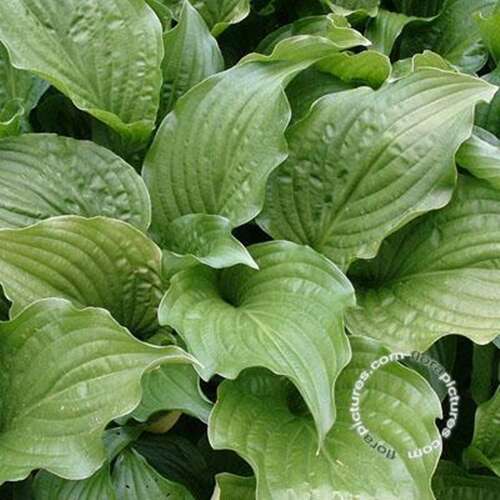 Afbeelding bij Hartlelie - Hosta &#039;Royal Standard&#039;   
