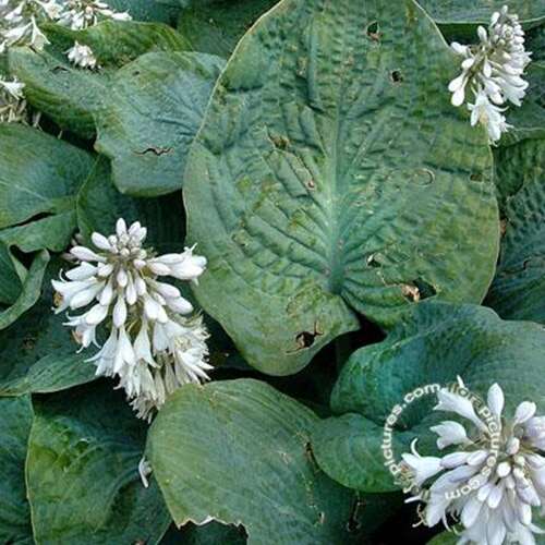 Afbeelding bij Hartlelie - Hosta sieb. &#039;Elegans&#039;  