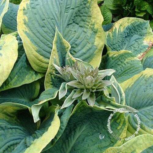 Afbeelding bij Hartlelie - Hosta sieb. &#039;Frances Williams&#039;   