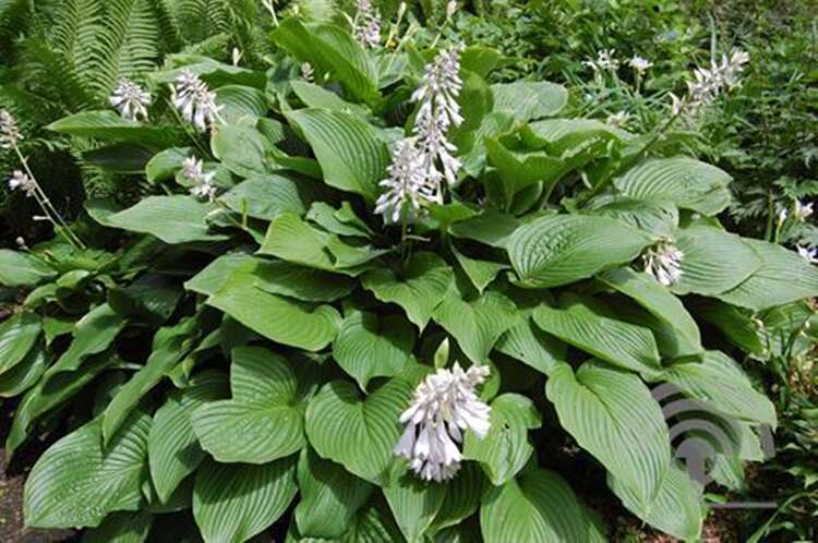 Afbeelding bij Hartlelie - Hosta sieboldiana    