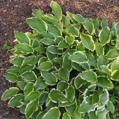 Afbeelding bij Hartlelie - Hosta &#039;So Sweet&#039;    