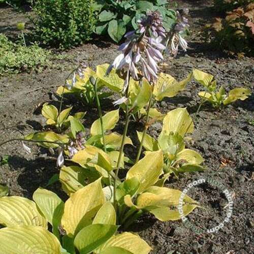 Afbeelding bij Hartlelie - Hosta &#039;Sum and Substance&#039;    