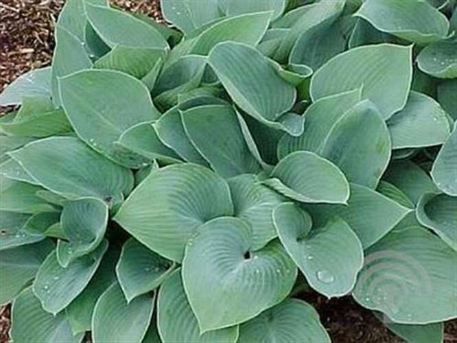 Afbeelding bij Hartlelie - Hosta tardiana &#039;Halcyon&#039;    