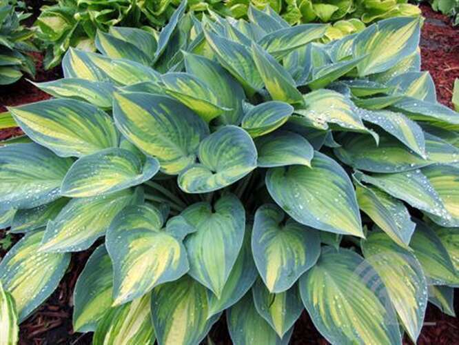 Afbeelding bij Hartlelie - Hosta tardiana &#039;June&#039;®     