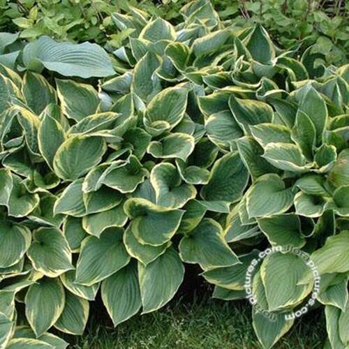 Afbeelding bij Hartlelie - Hosta undulata &#039;Albomarginata&#039; 