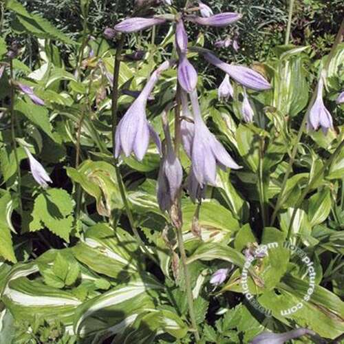 Afbeelding bij Hartlelie - Hosta undulata &#039;Mediovariegata&#039; 