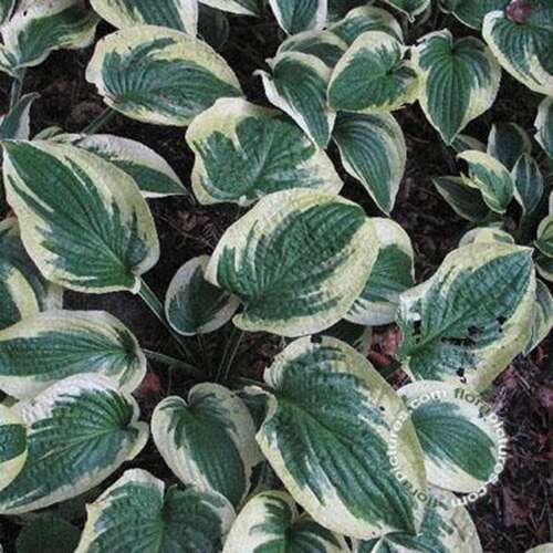 Afbeelding bij Hartlelie - Hosta &#039;Wide Brim&#039;    