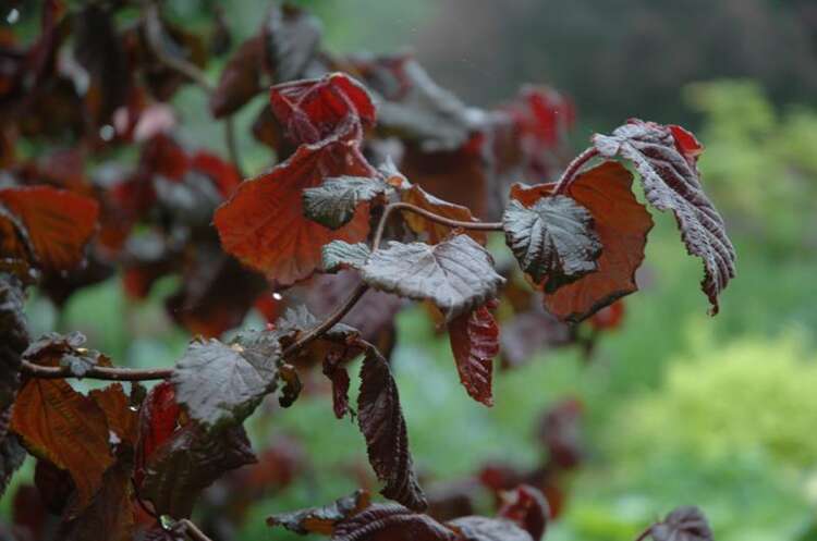 Afbeelding bij Hazelaar - Corylus avellana &#039;Red Majestic&#039; ® 